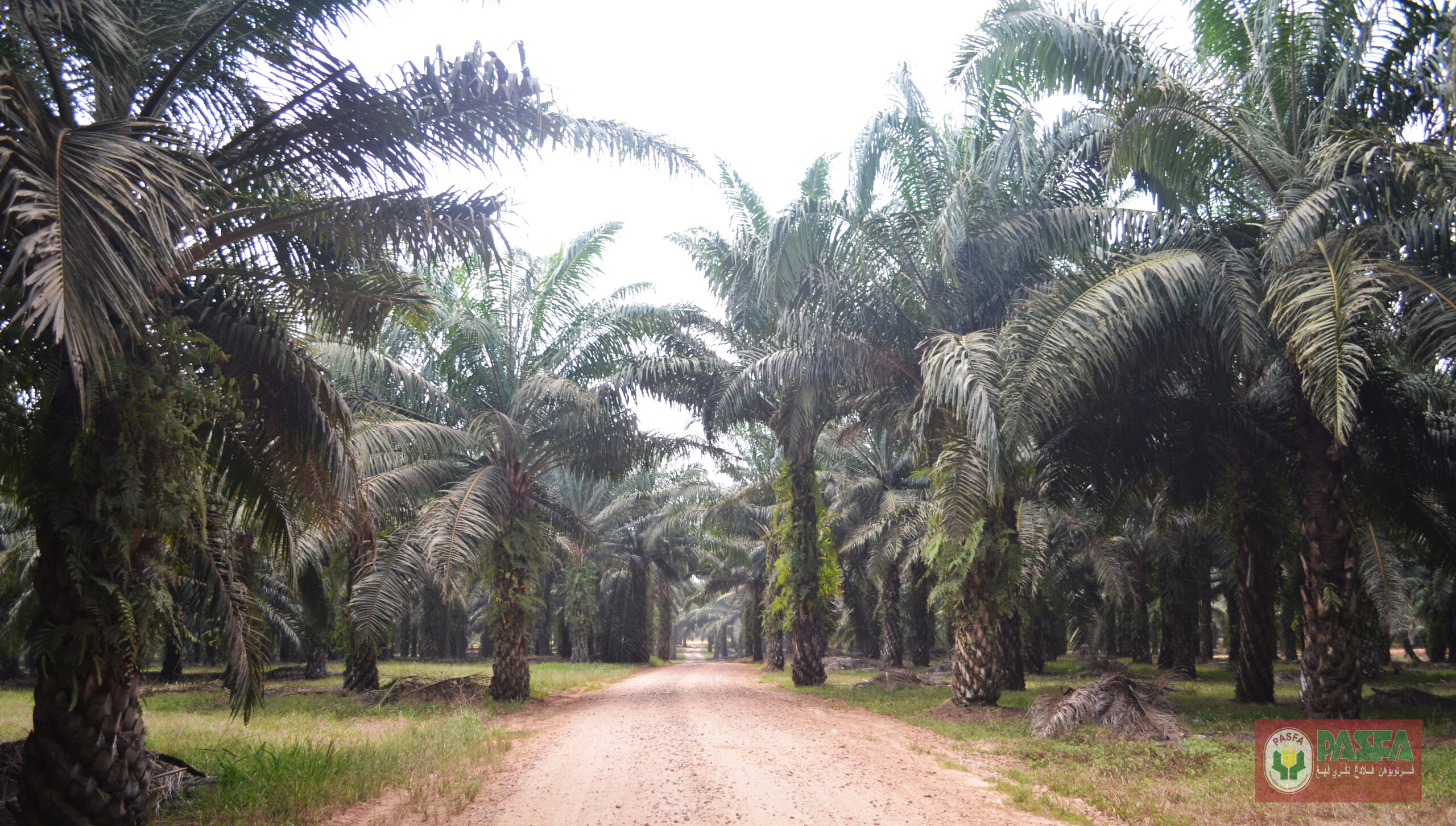 Pengurusan Ladang PASFA